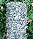 Dichondra 'Silver Falls'
