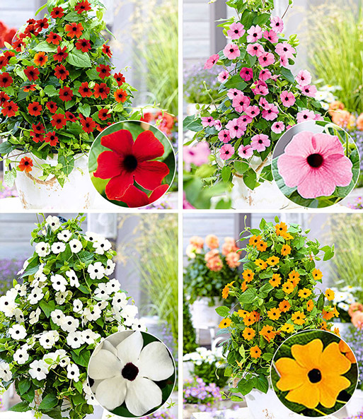 Kollage der vier Farben der Thunbergien-Kollektion: rot, rosa, weiß und orange.