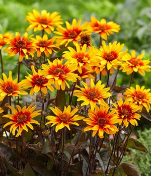 Sonnenauge 'Burning Hearts'
