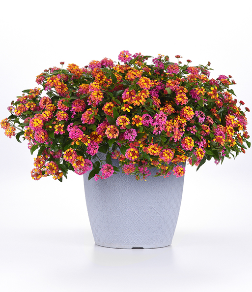 Die Lantana Wandelröschen 'PassionFruit' blüht kräftig in einem Übertopf.
