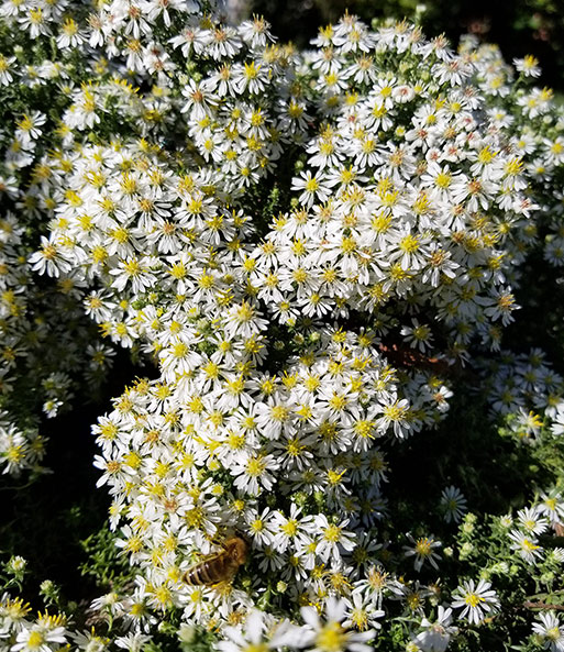 Steinaster 'Snowflurry'