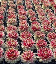 Sempervivum 'Lotus Blossom®'