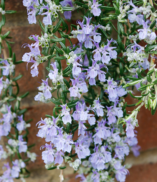 Hänge-Rosmarin 'Blue Cascade®'