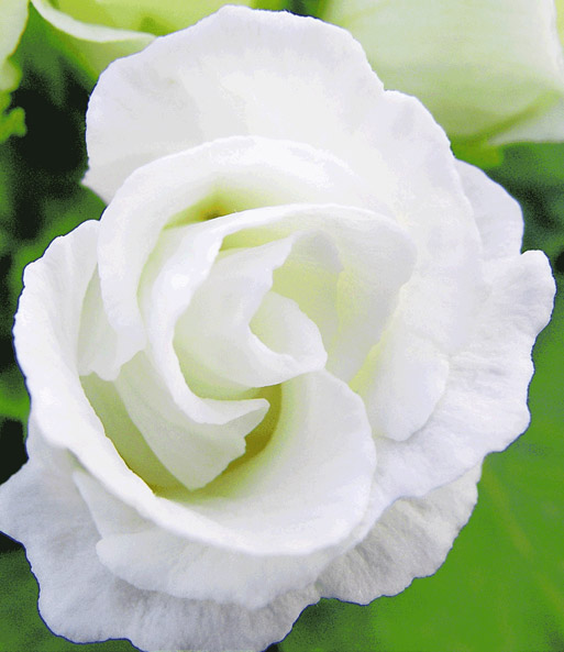 Rosen-Primula 'Schneeweiß'