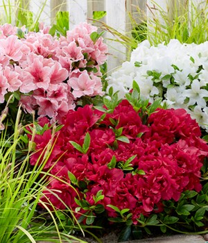 Zwerg-Azalee 'Encore® Autumn'