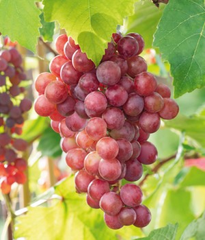 Kernlose Tafel-Traube 'Vanessa®'