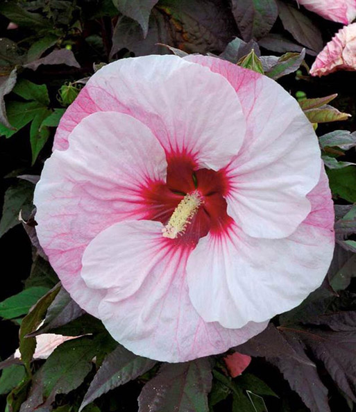 Winterharter Hibiskus 'Summerific®' 'Farb-Mix'