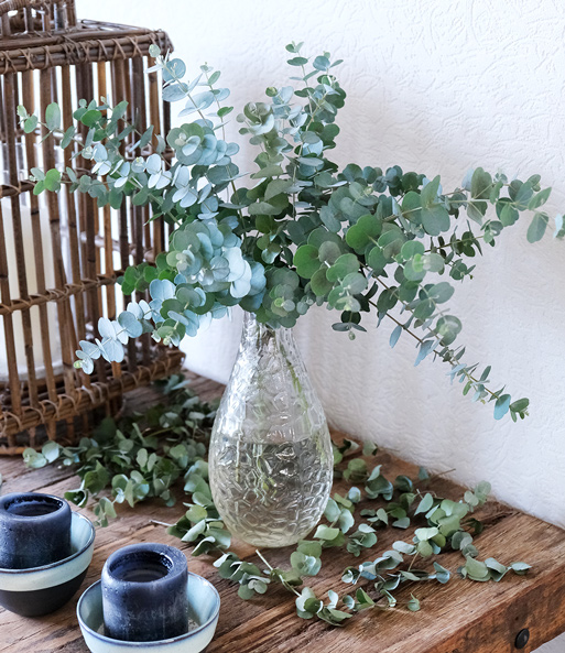 Winterharter Eukalyptus 'Azura®'