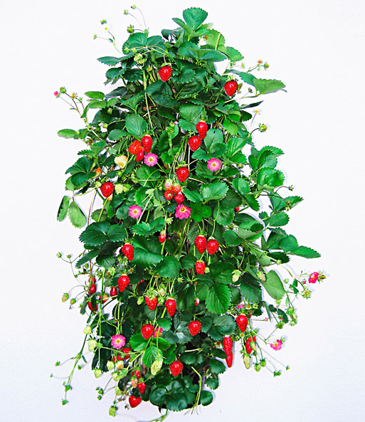 Flower Tower®
