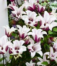 Tulpen-Clematis 'Princess Kate®', im 2-Liter Topf