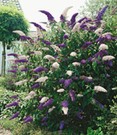 Buddleia Duo 'Violett-White'