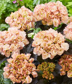 Freiland-Hortensie 'Midnight Pearl®'
