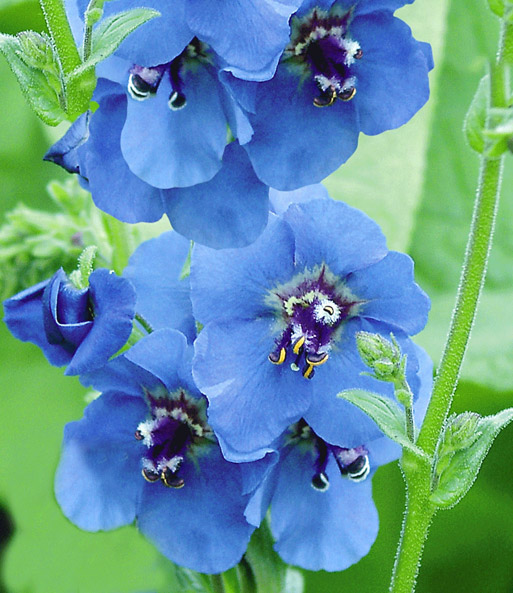 Verbascum 'Blue Lagoon'
