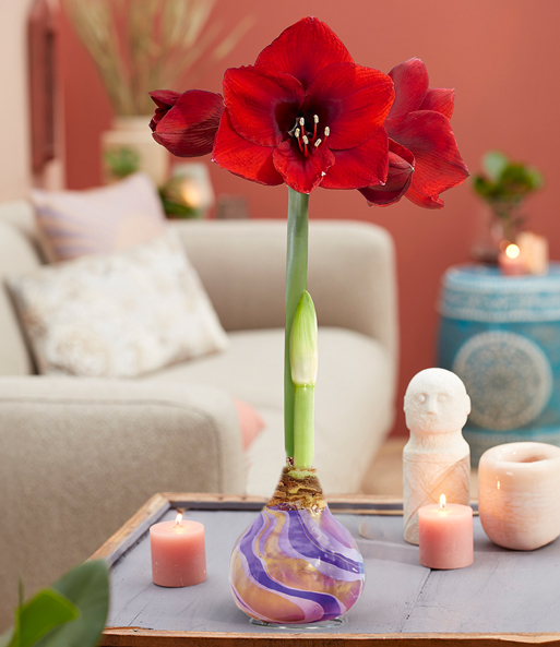 XL Wachs-Amaryllis 'Swirl' purple