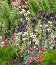 Staudenbeet 'Freudentanz'