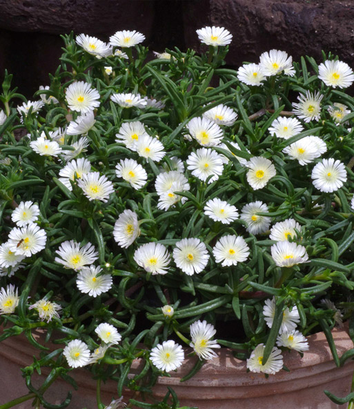 Winterharte Eisblume 'White Wonder'