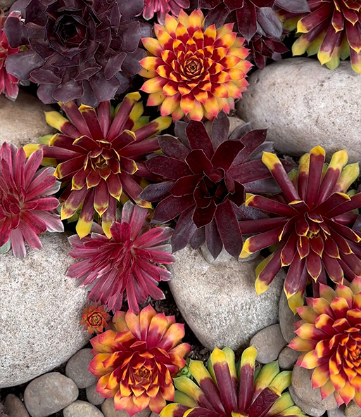 Link zum YouTube Video 7044_Sempervivum 'Gold Nugget®'