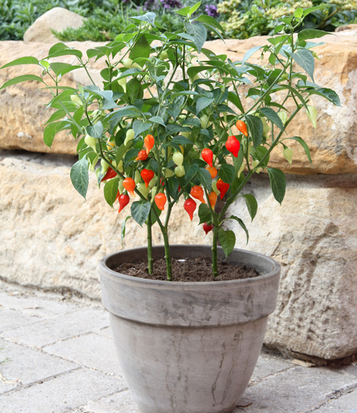 Mini Snack Chili 'rot'