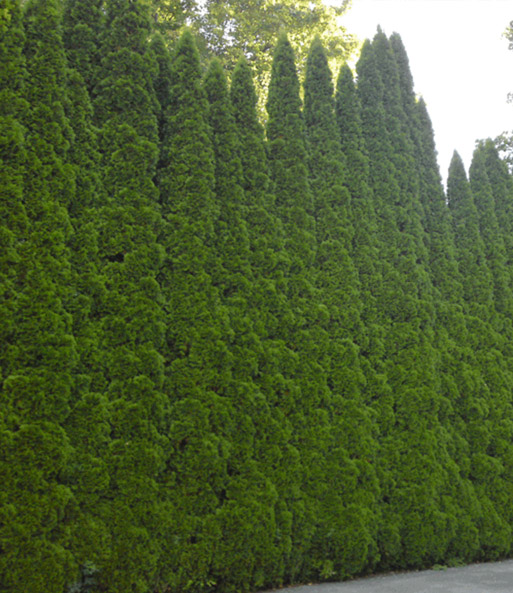 Lebensbaum-Hecke 'Smaragd' 40-60 cm hoch
