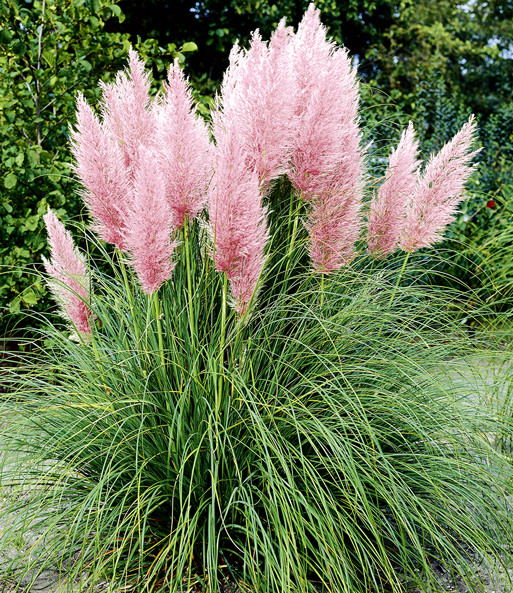 Die Wedel des Rosa Pampasgras blühen buschig in einem Garten.
