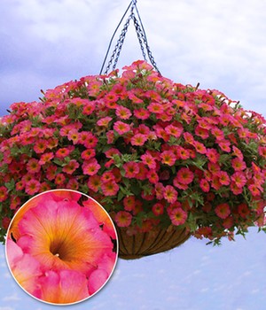 Petunie 'Mayan Sunset®'