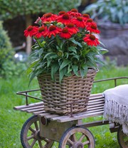 Echinacea 'SunMagic Vintage Electric Orange®'