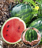 Mini-Wassermelone 'Mini Love' F1