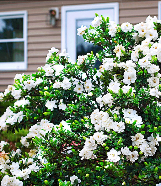 Duft-Gardenia 'Crown Jewel' | Blühende Sträucher bei ...