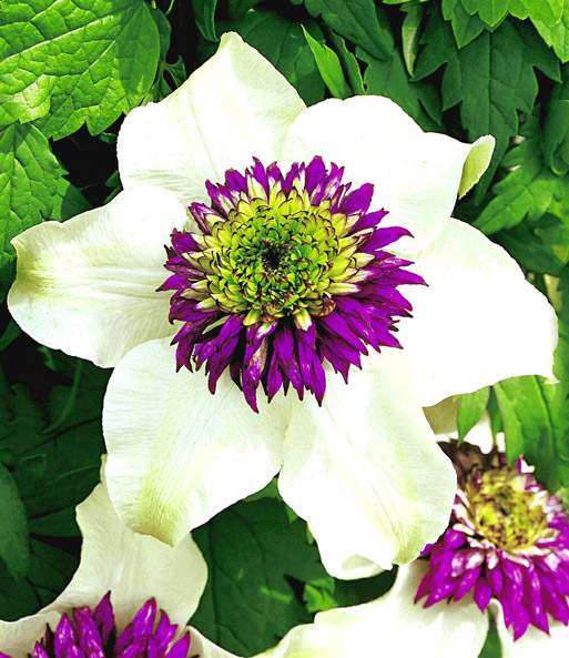 Set Clematis 'Florida Sieboldii' & Rose 'Mamy Blue®'