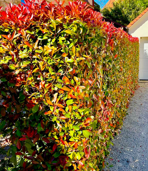 Photinia-Hecke 'Red Robin'