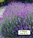 7er-Pack. Spar-AKTION: Lavendel 'Blau'