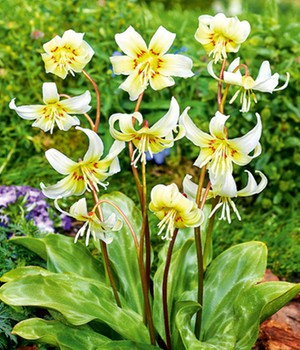 Erythronium 'White Beauty'