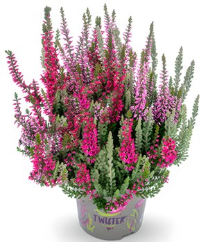 Calluna Knospenheide 'Fluffy Twister®' im 17 cm XXL-Topf