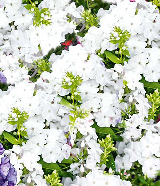 Super-Duft-Phlox-Kollektion