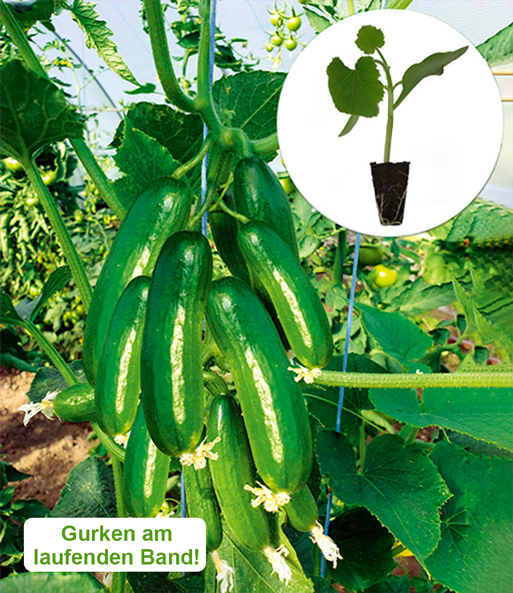 Die kleine Gurkenfabrik® 'Cucko®'