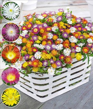 Winterharte Eisblumen 'Wheels of Wonder®' Farbmix