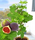 Frucht-Feige 'Rouge de Bordeaux' groß