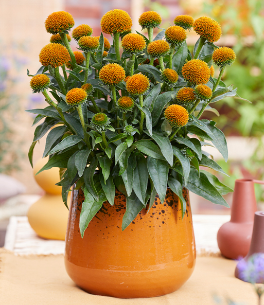 Echinacea 'Drumsticks® Gold'