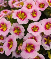 Zauberglöckchen-Petunie 'Pink Squish®'