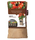 Mini-Garten BIO-Kirschtomaten