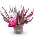 Calluna Knospenheide 'Fluffy Kiss', 11 cm-Topf