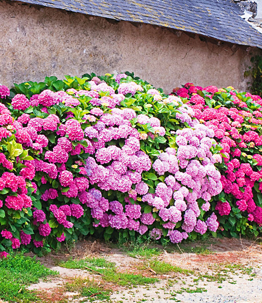 Freiland-Hortensien-Hecke 'Pink-rosé'