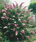 Buddleia Duo 'Pink-White'