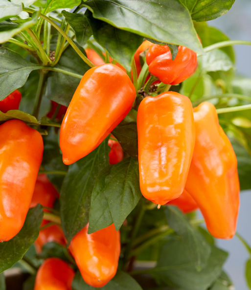 Nahaufnahme der orange-roten Paprika Früchte der Paprika 'Peppers from Heaven'.