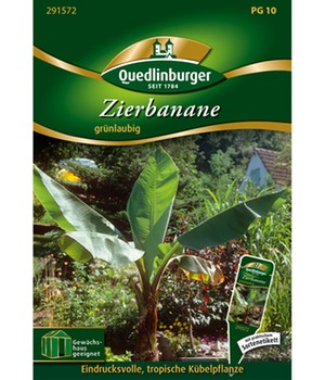 Zierbanane