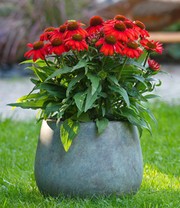Echinacea 'SunMagic Vintage Electric Orange®'