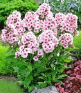 Duft-Phlox 'Rosa'