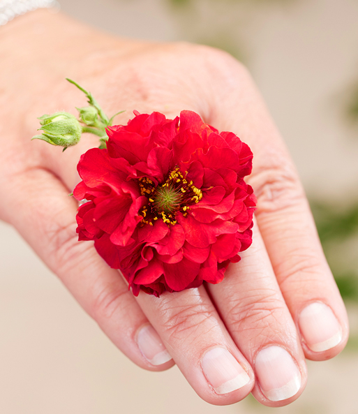 Eine Frau trägt eine Blüte der Geum „Firestarter“ als „Ring“ zwischen den Fingern.