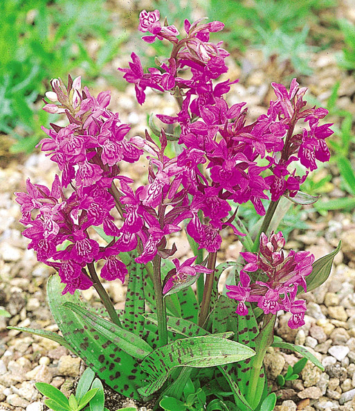 Freiland-Orchidee 'Majalis'