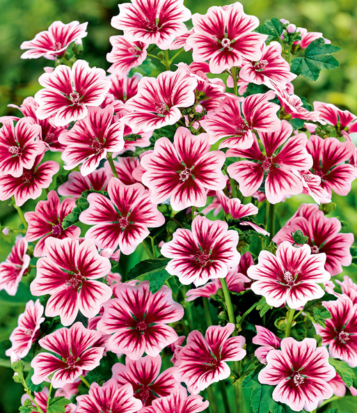 Die Blüten der Stauden-Malve 'Zebrina' sind Blutrot und verlaufen in Adern über die nach außen hin weisen Blätter.